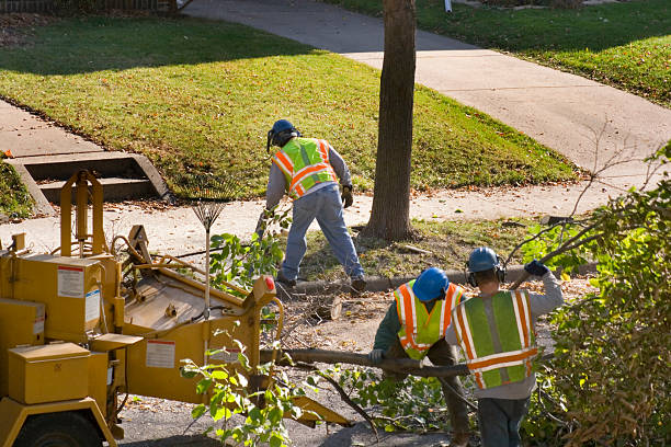 Professional Tree Services in Woodhaven, MI